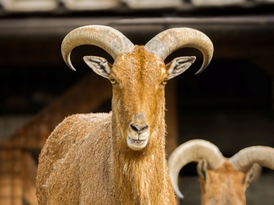 Manenschaap - De Zonnegloed - Dierenpark - Dieren opvangcentrum - Sanctuary